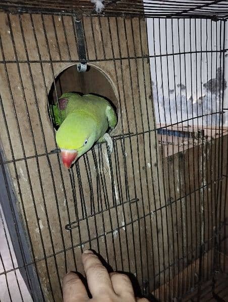 Raw bolney waley parrot 2