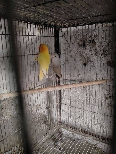 selling whole setup albino red eye lotion pasnata red eyes love birds 1