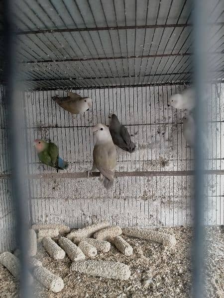 selling whole setup albino red eye lotion pasnata red eyes love birds 13