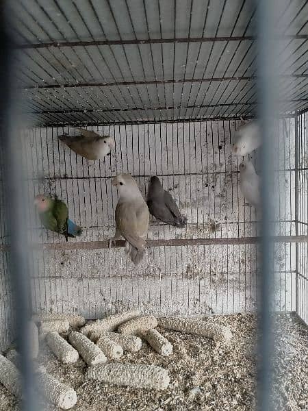 selling whole setup albino red eye lotion pasnata red eyes love birds 14
