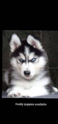 siberian husky male puppy blue vaccinated