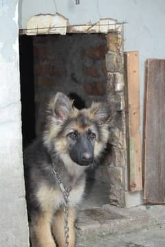 LONG COAT GERMAN SHEPHERD FEMALE 0