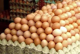 australorp fertile eggs available per egg Rs 600