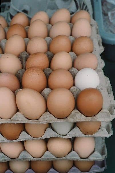 australorp fertile eggs available per egg Rs 600 1