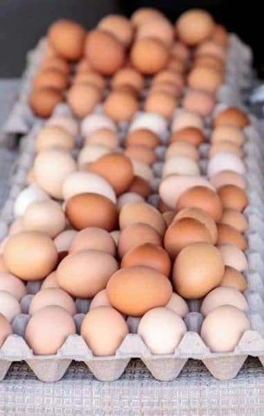 australorp fertile eggs available per egg Rs 600 2