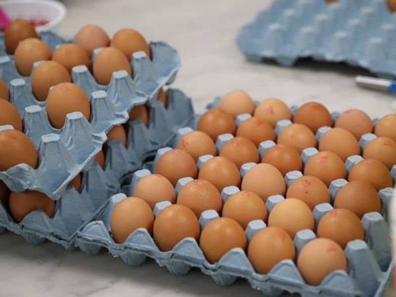 australorp fertile eggs available per egg Rs 600 3