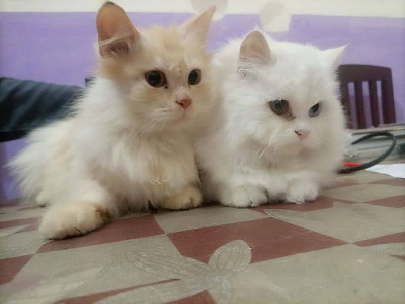 Persian Cats 0