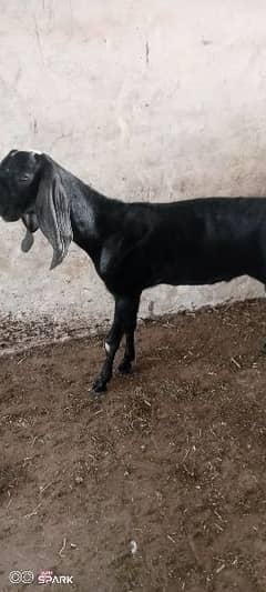 beautiful goat