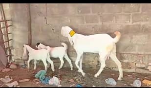 Rajanpuri/Gulabi bakri for sale