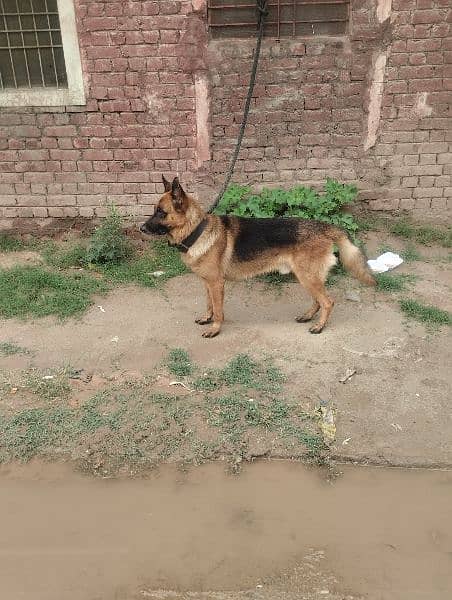 dog male for sale 1