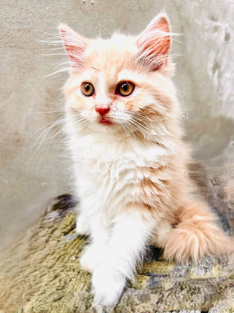 Triple coat Persian kitten 4 month old for urgent sale 0