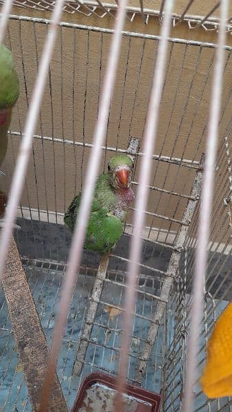 parrot chick 0