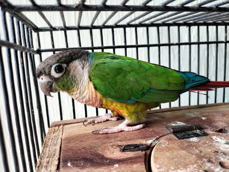 Yellow Sided Conure DNA Tested 3