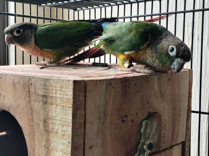 Yellow Sided Conure DNA Tested 4