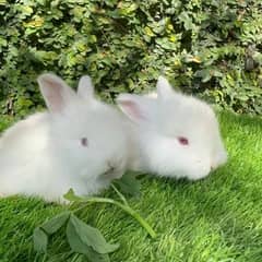 Angora bunnies pair for sale
