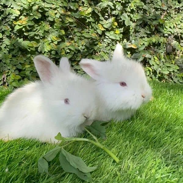 Angora bunnies pair for sale 1
