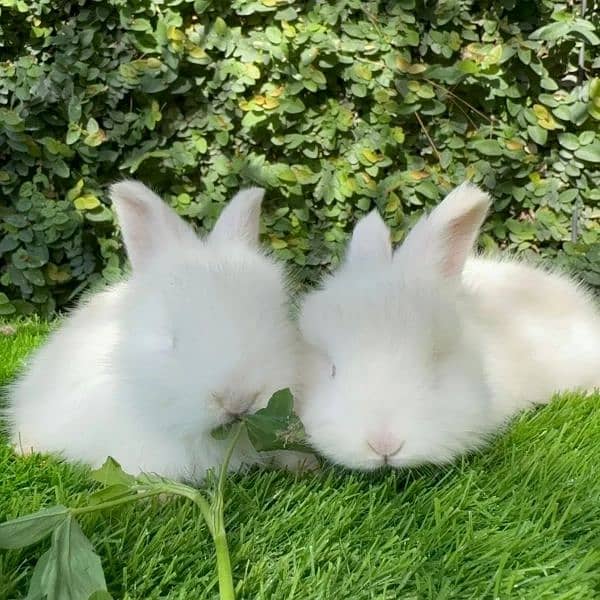 Angora bunnies pair for sale 2