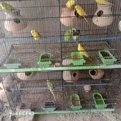 middle size cage
