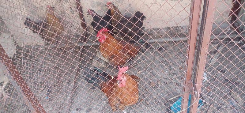 3 murge or 5 murgiyan for sale 4