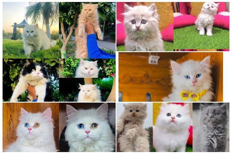 Persian Punch face triple coat cat Kitten 1