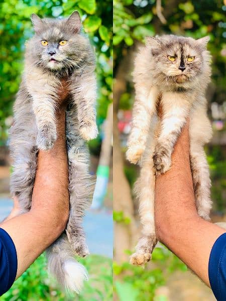 Persian Punch face triple coat cat Kitten 5