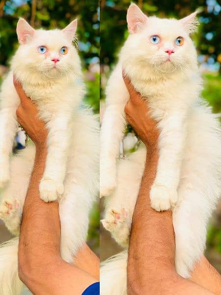 Persian Punch face triple coat cat Kitten 6