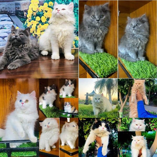 Persian Punch face triple coat cat Kitten 12