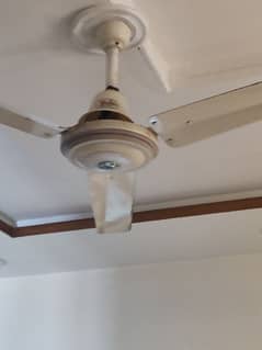 ceiling fans