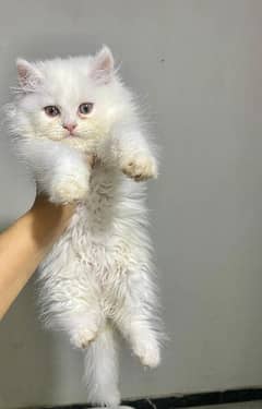 very beautiful Persian kitten,very friendly 3 months old