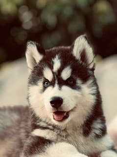 Siberian Husky puppies for sale