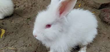 angora rabbit