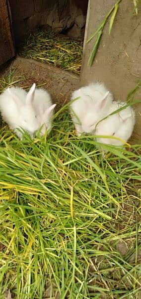 angora rabbit 1