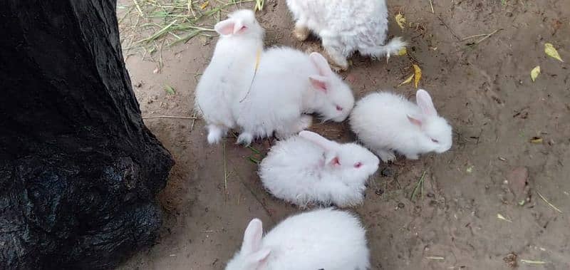 angora rabbit 3