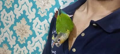 yellow sided conure tame parrot 0