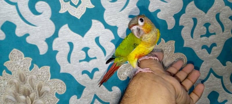 yellow sided conure tame parrot 1