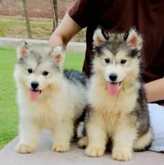 Alaskan Malamute Puppies/Male/Female/dog/Quality high 0