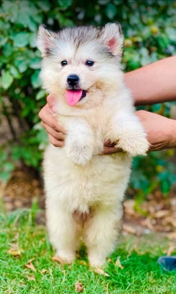 Alaskan Malamute Puppies/Male/Female/dog/Quality high 1