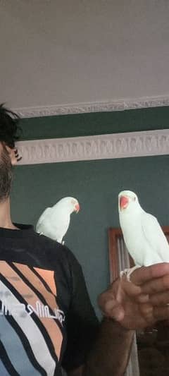 white ringneck pair confirm with D N A 0