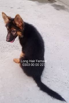 3.5 Months Old German Shepherd Long Hair Female Puppy 0