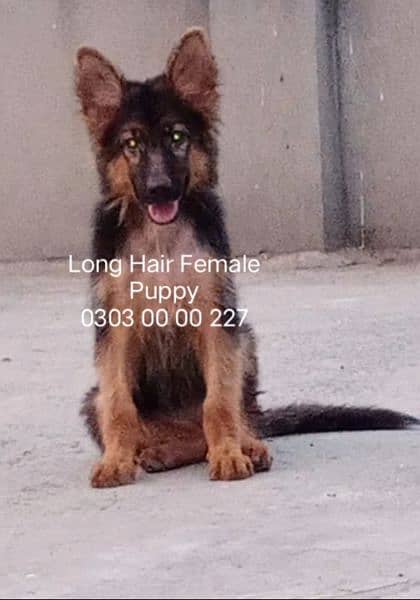 3.5 Months Old German Shepherd Long Hair Female Puppy 2