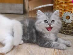 Gray Kitten For sale/Male/Female/High Quality/ Blue Eyes/Long Coated/l 0