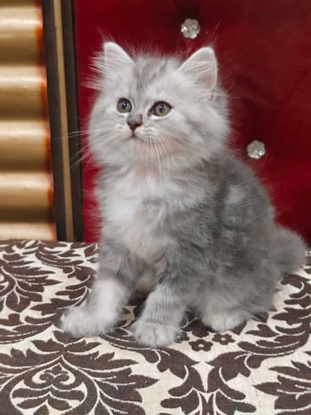 Gray Kitten For sale/Male/Female/High Quality/ Blue Eyes/Long Coated/l 1