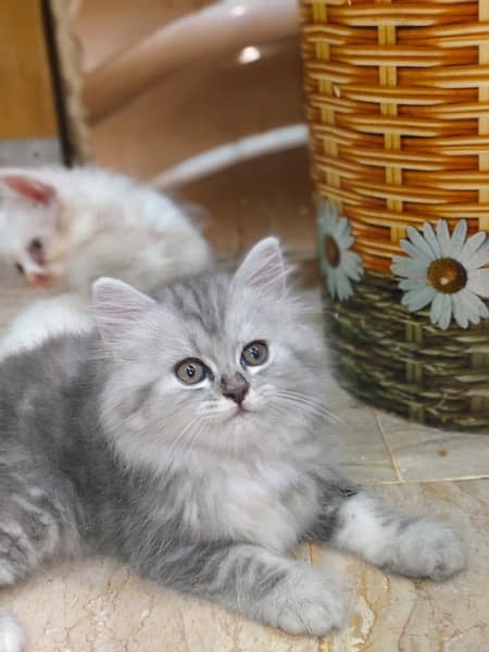 Gray Kitten For sale/Male/Female/High Quality/ Blue Eyes/Long Coated/l 2