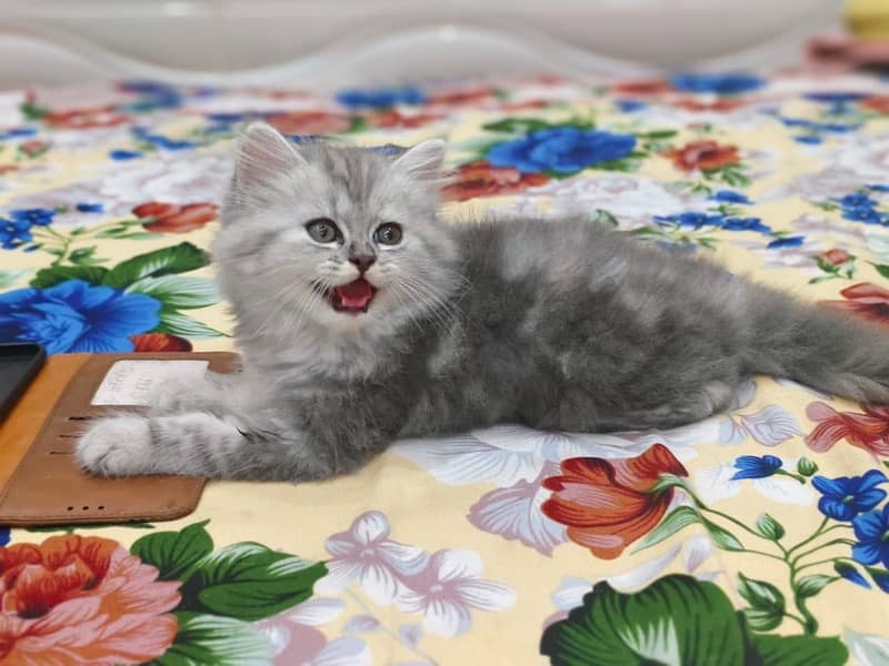 Gray Kitten For sale/Male/Female/High Quality/ Blue Eyes/Long Coated/l 3