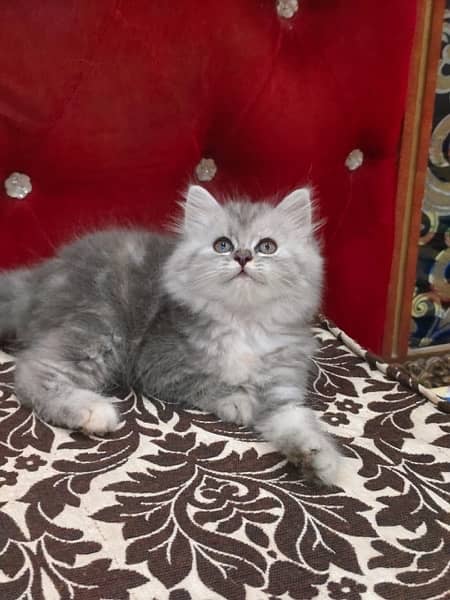 Gray Kitten For sale/Male/Female/High Quality/ Blue Eyes/Long Coated/l 4
