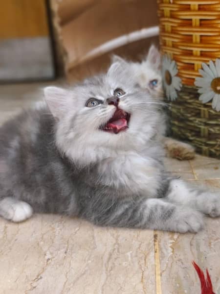 Gray Kitten For sale/Male/Female/High Quality/ Blue Eyes/Long Coated/l 5