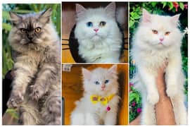 Persian Punch face triple coat cat Kitten