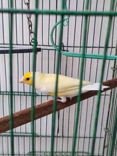 Yellow back with Orange head male and common gouldian males available