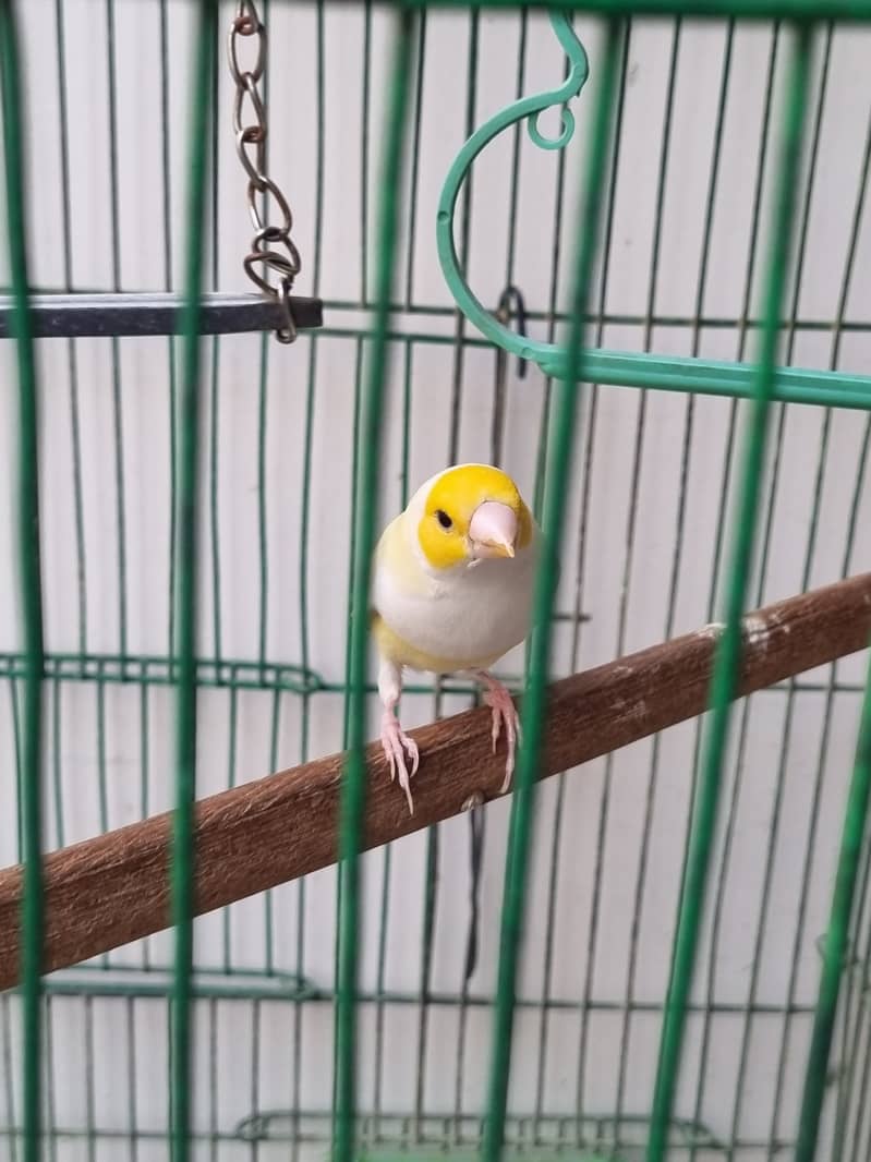 Yellow back with Orange head male and common gouldian males available 1