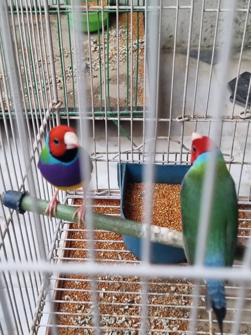 Yellow back with Orange head male and common gouldian males available 5